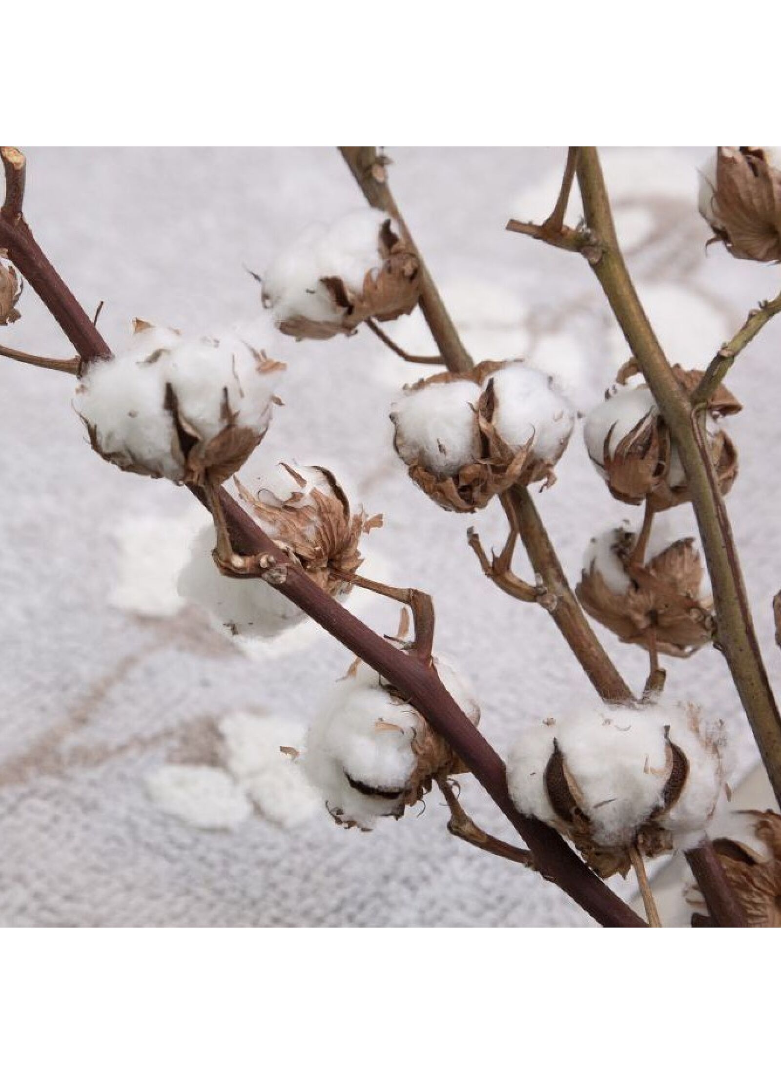 RUG COTTON BOLLS (120X170)